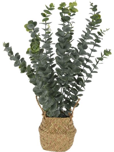 PLANT EUCALYPTUS IN BASKET