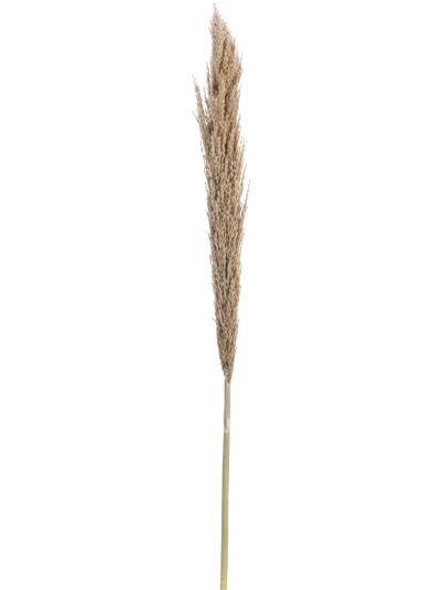 PAMPAS 150CM DECORATION