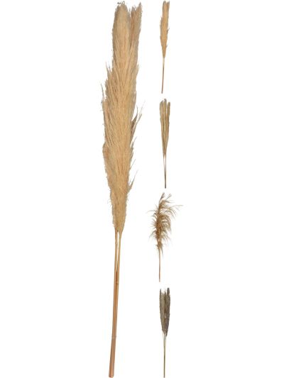 PAMPAS 100-115CM DECOGREY 