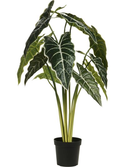 PLANT ALOCASIA IN PP POT 80CM