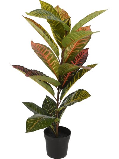 PLANT CALATHEA IN PP POT 65CM